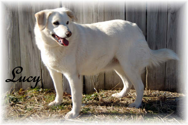 Animals At The Lebanon Humane Society Shelter