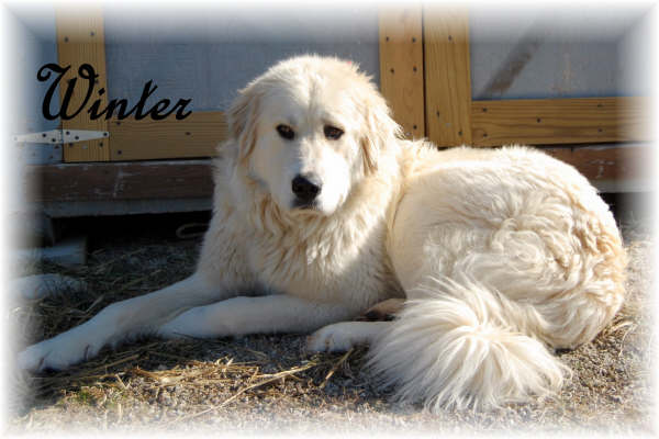 Animals At The Lebanon Humane Society Shelter